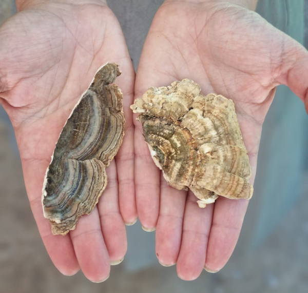 Australian Grown Turkey Tail Powder