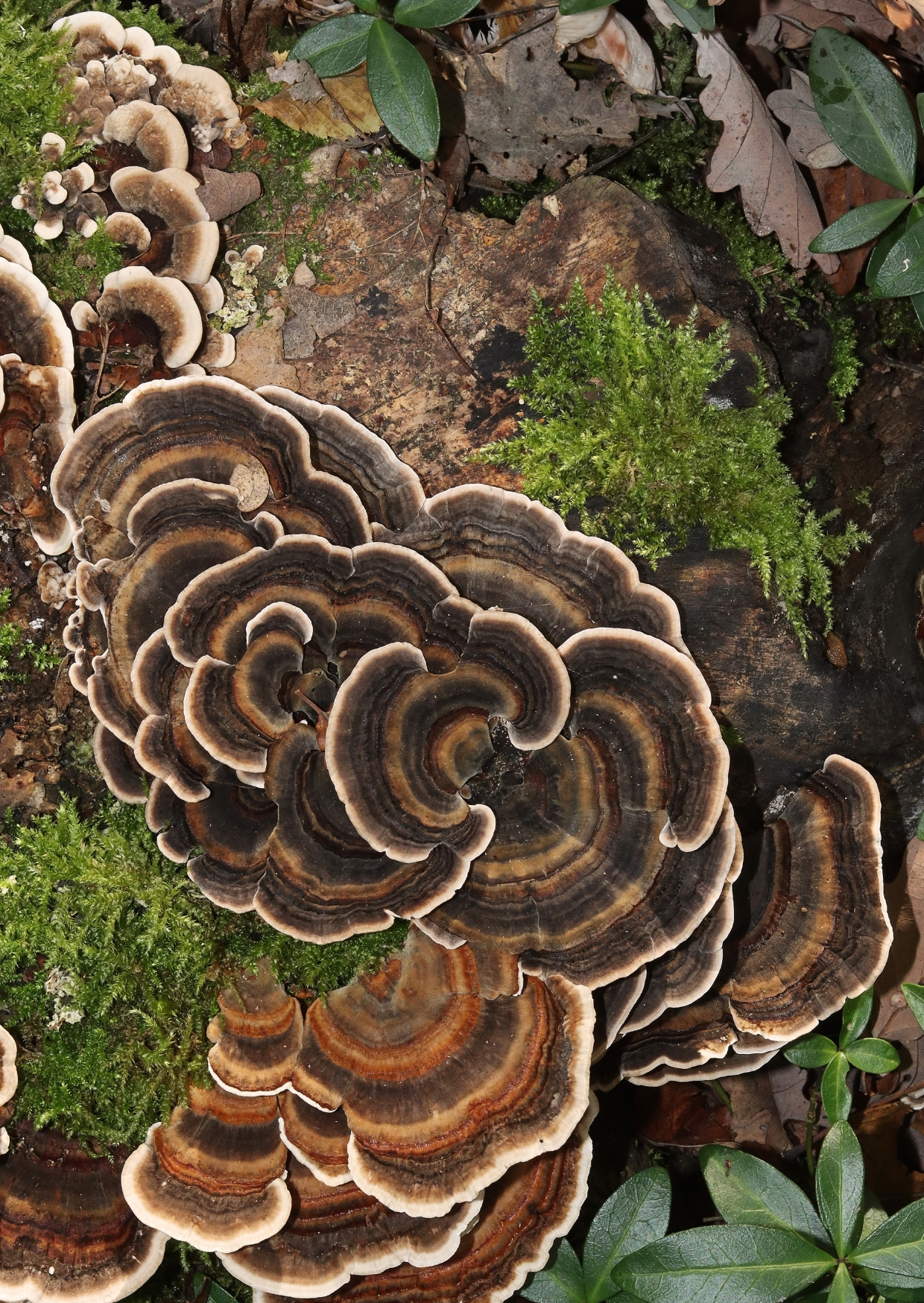 Turkey Tail Mushroom